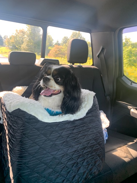 Best Practices for Pet-Friendly Road Trips